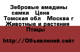 Зебровые амадины самки › Цена ­ 300 - Томская обл., Москва г. Животные и растения » Птицы   
